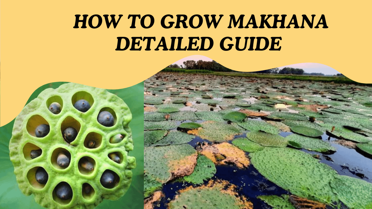 How to Grow Makhana Plant