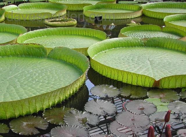 Challenges in Makhana Cultivation