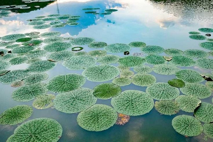How to Grow Makhana Plant