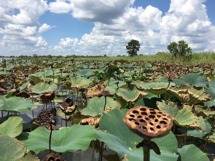 Harvesting Makhana